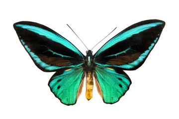 butterfly Ornithoptera priamus poseidon