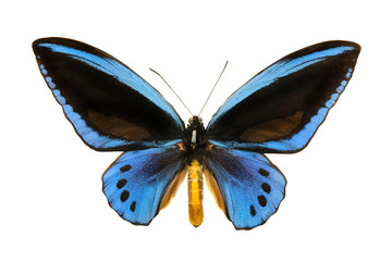 butterfly Ornithoptera priamus urvilleanus m