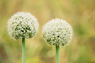 Green onion seeds, Afro hairdo