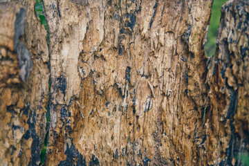 old white wood texture background