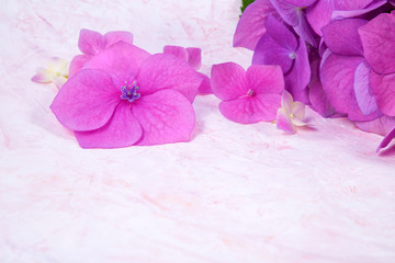 pink hydrangea flowers on white hand drawn background with smears