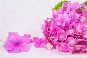 pink hydrangea flowers on white hand drawn background with smears