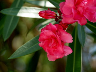 Oleander