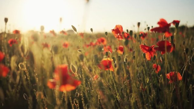 Beautiful field full of wild flowers. Wonderful poppies. Pretty red flowers. Countryside. Evening in Ukrainian village. Summertime. Outdoors.