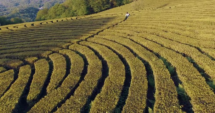 Fast flying drone shooting young girl running between bushes of a field maze. Lovely woman enjoying landforms in summertime.