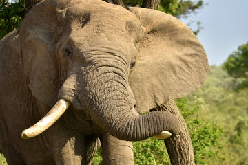 Elefant