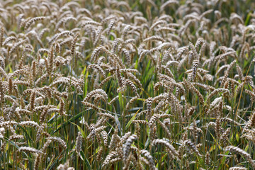 Weizen Feld, reife Ähren (Triticum)
