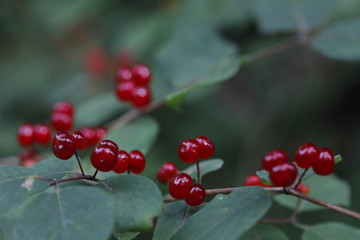 Geißblattgewächse (Caprifoliaceae) rote Früchte