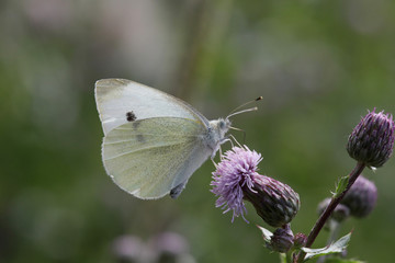 Kleine Kohlweißling (Pieris rapae) Schmetterling