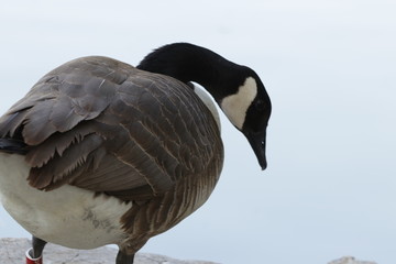 Close-up Canadian Goose by the Lake