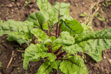 leaves of a beetroot salad background of a healthy meal