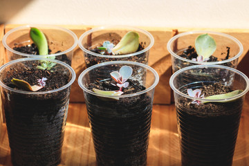 Reproduction of succulents by leaves.