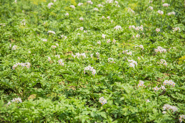 Background of green potatoes on the farm