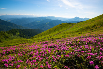 Fototapeta na wymiar Road leading along a mountain ridge to the blue sky among flowering rhododendrons
