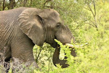 Elefant