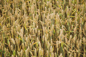 Background with wheat on the field