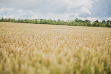 Background with wheat on the field