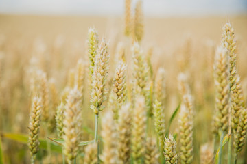 Background with wheat on the field