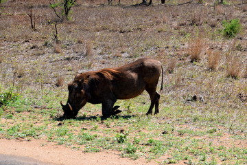 2015-10 Südafrika