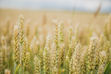 Background with wheat on the field