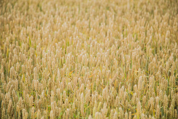 Background with wheat on the field