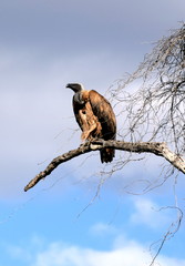 2015-10 Südafrika