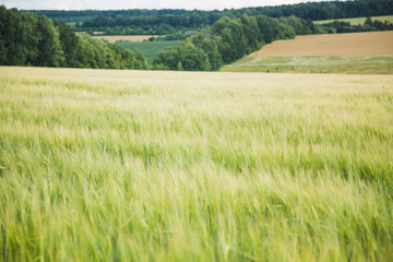 Fototapeta premium green wheat farming