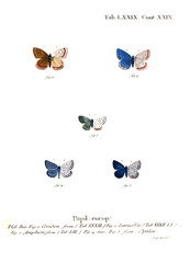 Illustration of butterflies