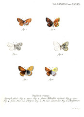 Illustration of butterflies
