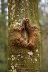 Baumauge