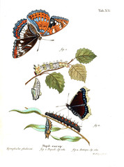 Illustration of butterflies