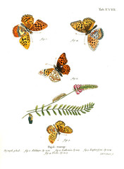 Illustration of butterflies