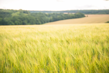 green wheat farming