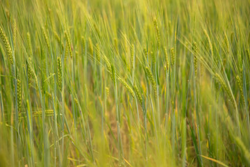 Obraz premium green wheat farming