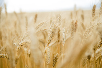 Wheat Field On the farm, ears of barley