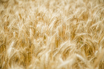 Wheat Field On the farm, ears of barley