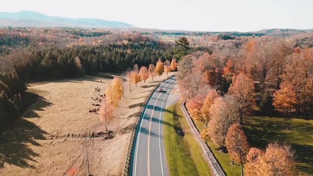 Mustang red car on a curvy road, going thorugh a forest. Autumn colours.
