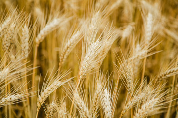 Fototapeta premium Wheat Field On the farm, ears of barley