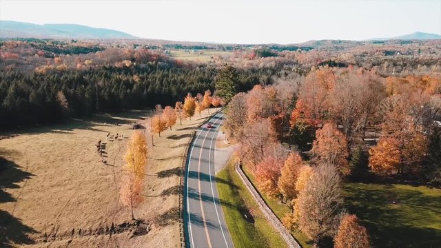 Mustang Red car going throught a forest and a curvy road.