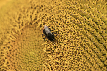 a bee on a sunflower
