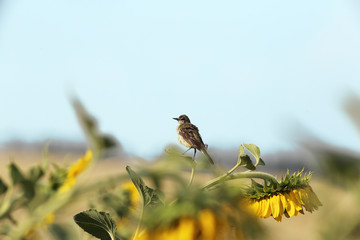 Disheveled bird sitting on a sunflower. Heat...