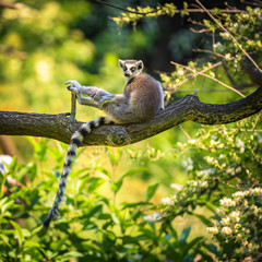 Portrait of Ring-tailed Lemur 