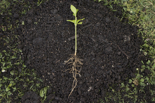 young seedling in a heap of earth