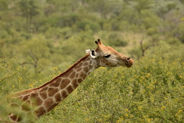 Giraffe in Südafrika