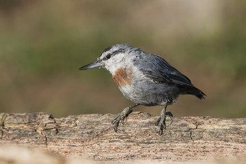 Anadolu sıvacısı » Krüper`s Nuthatch » Sitta krueperi