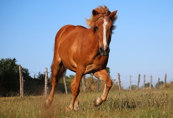 Obraz premium piękny brązowy koń wyspa biegnie na padoku