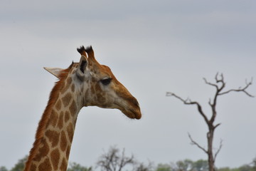 Giraffe in Südafrika