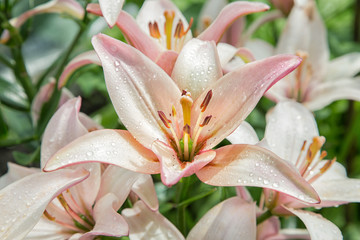 flower of a pink lily with water drops close-up