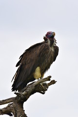 Vogel