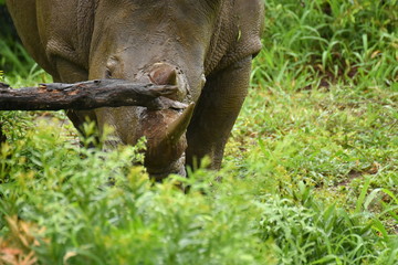 Fototapeta premium Nashorn